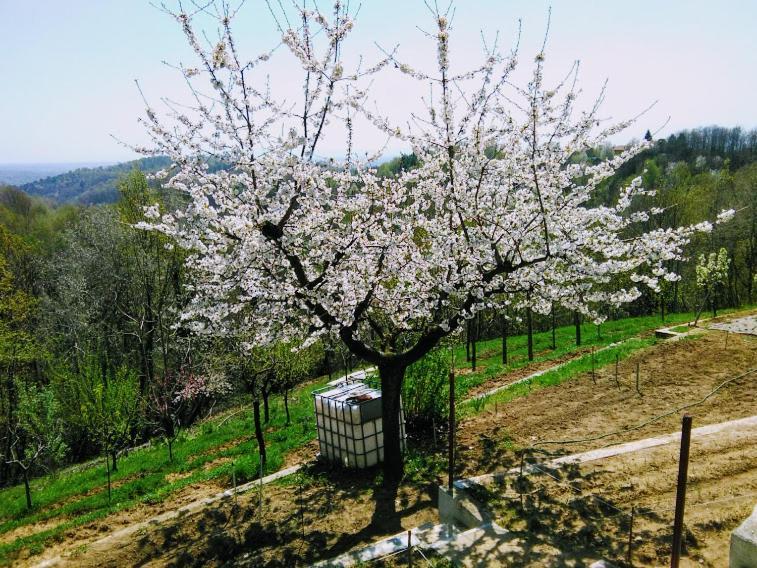 Hotel Il Pettirosso Castellamonte Esterno foto